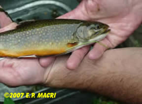Big Spring Wild Brook Trout