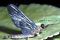 Isoynchia Mayfly by Eugene Macri